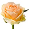 Персиковые розы 60см (пачка 10шт) 568200223