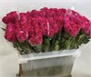 Кения малиновая  (пачка 10шт) 84759