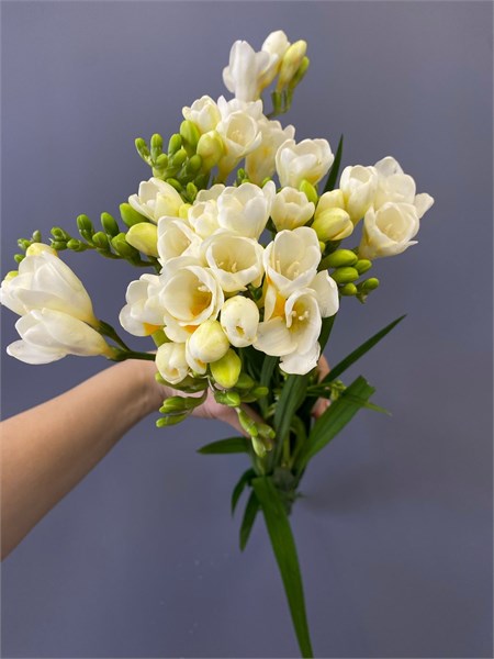 Фрезия белая (пачка 10шт) 445900554 - фото 635311