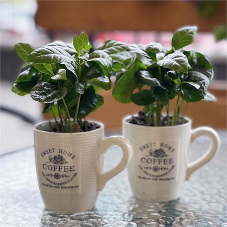 Кофе Арабика D9 670768999 - фото 635906