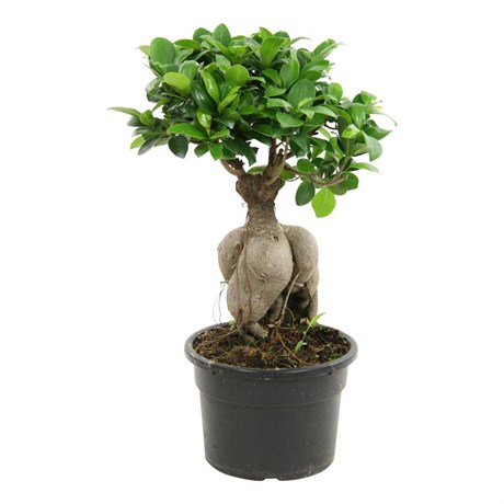 Фикус (дерево) D12 67879809 - фото 635908