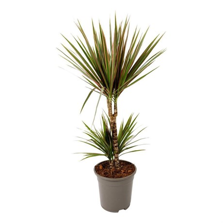 Драцена Маргината 2ст D17 0449890008 - фото 635909