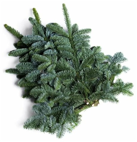 Нобилис (банч,10 веток) 728 - фото 636222