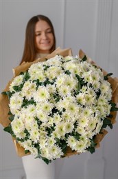31 белая хризантем