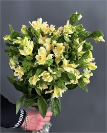 Альстромерия белая (пачка 10шт) 350011225