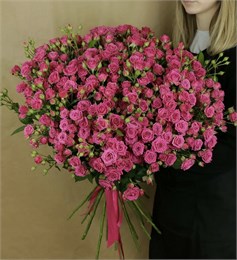 Кустовые розы малиновые Пинк йо в пленке (51шт) 35469765