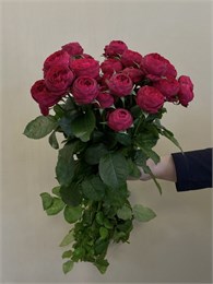 Кустовые пионовидные розы Марун (пачка 10шт) 5637894 Кустовые пионовидные розы Марун (пачка 10шт) 5637894