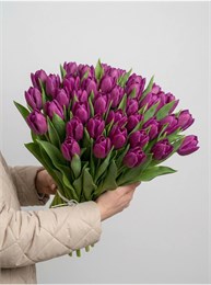 Фиолетовые тюльпаны (Пачка 50шт) 58