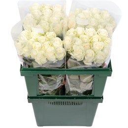 Белые розы (пачка 10шт) 600022256