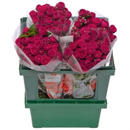 Кустовые пионовидные розы Марун (пачка 10шт) 5637894