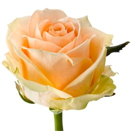 Персиковые розы 60см (пачка 10шт) 568200223