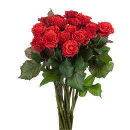 Красные розы Эльторо (пачка 10шт) 66225533114