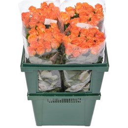 Розы Кларенс (пачка 10шт) 563