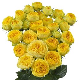 Пионовидные розы Еллоу Баблз куст (пачка 10шт) 566565655
