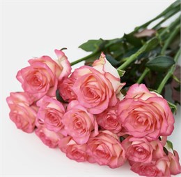 Розы Джумилия 40см (пачка 10шт) 5300124 в Коломне