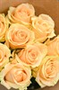 Персиковая роза 60см 9шт - фото 630187