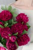 Пионы бордовые 9шт 607 - фото 634318
