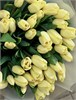 51 Кремовый(лимонный) тюльпан 414524 - фото 635130