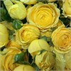Кустовые розы Еллоу Баблз с эвкалиптом в пленке ( 15шт) 030303033 - фото 635639