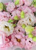 Розовые пионы и розовая эустома с эвкалиптом в пленке 6587987667 - фото 635687