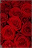 Красные розы 60см в упаковке Туман (21шт) 812