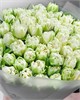 Пионовидные белые тюльпаны  (51шт) 33