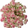 Кустовые розы Кейт (пачка 10шт) 080808080