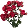 Кустовые розы Ред Баблз (пачка 10шт) 88856253 в Рязани