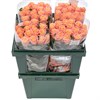 Розы Мисс Пигги 40см (пачка 10шт) 562