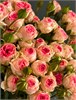 Кустовые розы Кейт (пачка 10шт) 080808080