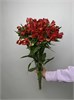 Альстромерия микс (пачка 10шт, цвет на выбор) 687988700