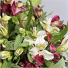 Альстромерия микс в упаковке (9шт) 779