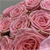 Букет из роз Софи Лорен (15 шт) 855 в Рязани